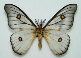 Saturniidae - Ceranchia Apollina - Ghostly Silkmoth - Male 1 - 104 Mm
