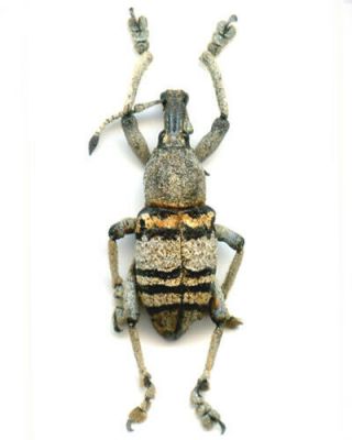 Curculionidae - Eupholus Nickerli - Papua Guinea