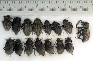 Tenebrionidae Cotton Bed 15x Coleoptera