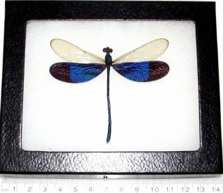 Real Framed Blue Clear Wings Dragonfly Damselfly Neurobasis Kaupi