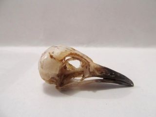 Red - Backed Scrub - Robin (erythropygia Leucophrys) Small Bird Skull Taxidermy Real