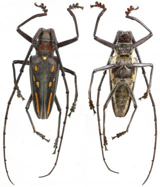 Batocera Rosenbergi - Cerambycidae 53 Mm From Flores Island,  Indonesia
