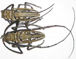Cerambycidae Batocera Wallacei Wallacei Pair A1 Male 74mm (west Papua)