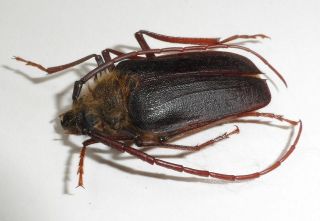 Cerambycidae,  Prioninae,  Acalodegma Servillei Male (very Rare Species)