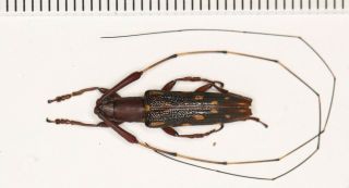 Cerambycidae Cerambycinae W Yunnan (65)