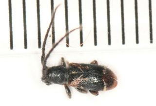 Cerambycidae Cerambycinae W Yunnan (61)