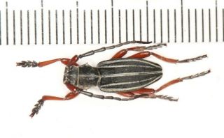 Cerambycidae Cerambycinae Eudorcadion From Xinjiang (1)