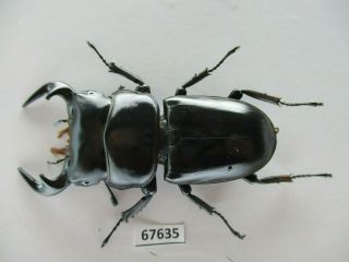 67635 Lucanidae: Dorcus antaeus datei Fujita?.  Vietnam South.  65mm 2