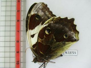 N13721.  Unmounted Butterfly.  Neorina?.  North Vietnam