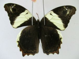 N13752.  Unmounted Butterfly.  Neorina?.  North Vietnam