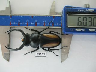 65141 Lucanidae: Rhaetulus Crenatus.  Vietnam N.  60mm