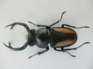 65141 Lucanidae: Rhaetulus crenatus.  Vietnam N.  60mm 2