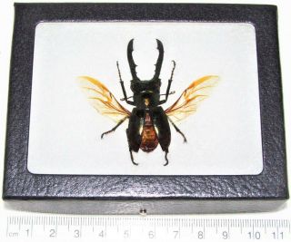 Real Framed Cyclommatus Metallifer Stag Beetle Wings Spread Packaged Indonesia