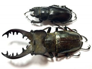 Rare Size (a1) Lucanus Maculifemoratus 69mm Pair Insect Beetle Specimen