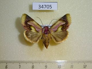 Noctuidae Acontia Viettei F Madagascar