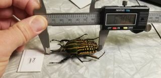 Mecynorrhina Savagei Pair Giant Size 67.  04mm Cetonidae Cameroon Flower Beetles