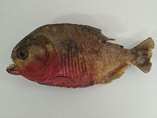 Piranha Taxidermy Preserved Dry Red - Bellied Fish Specimen Amazon Vintage 70 