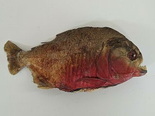 Piranha Taxidermy Preserved Dry Red - Bellied Fish Specimen Amazon Vintage 70 ' s 8 