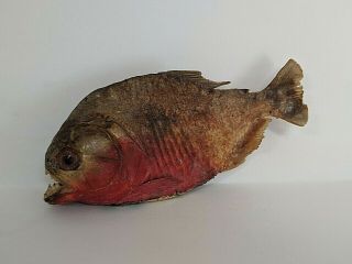 Piranha Taxidermy Preserved Dry Red - Bellied Fish Specimen Amazon Vintage 70 ' s 8 