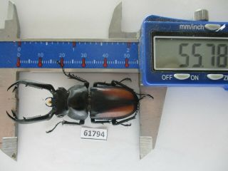 61794 Unmouted Insects: Rhaetulus Crenatus Tsutsuii?.  Vietnam C.  55mm