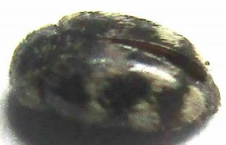 014 Pa : Dermestidae Species? 2.  5mm