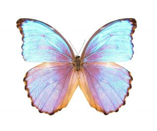 One Real Butterfly Blue Purple Morpho Godarti Asarpai Peru Wings Closed