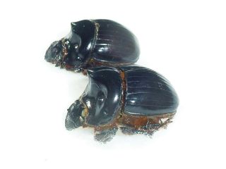 Dichotomius Sp Pair Huge 22mm,  /22mm,  Scarabaeidae Peru