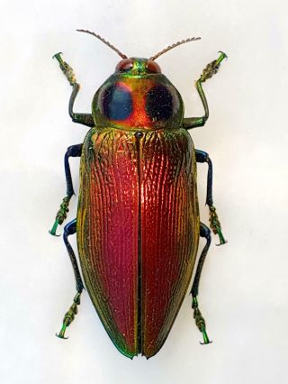 Euchroma Gigantea Male Huge Xxl 54mm,  Color Buprestidae Ecuador