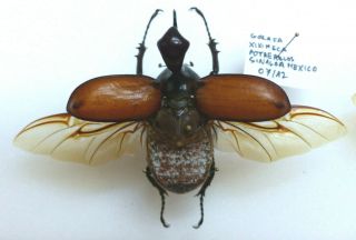 New: Beetles - Golofa Xiximeca Potrerulos (sinaloa Mexiko,  47,  3mm Male)