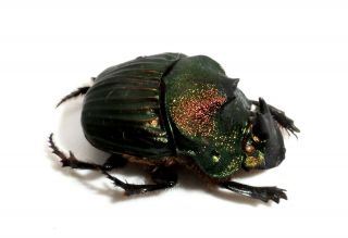 Scarabaeidae,  Sulcophanaeus Leander