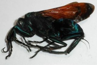 Hymenoptera,  Pepsis Limbata Female (big Species)