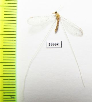 Neuroptera,  Nemopteridae Sp. ,  Oman