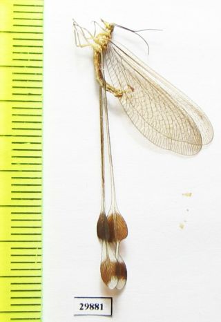 Neuroptera,  Nemopteridae,  Lertha Sp. ,  Iri,  Kerman Prov.