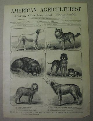 1879 Westminster Dog Show Newfoundland,  Setter,  Pointer,  Terrier,  Water Spaniel