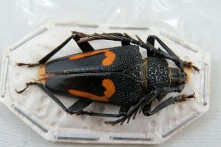 Calocomus Desmaresti Beetle Taxidermy Real Insect Pair