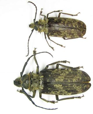Tithoea Maculatus Pair With Male 79mm Female 58mm (cerambycidae)