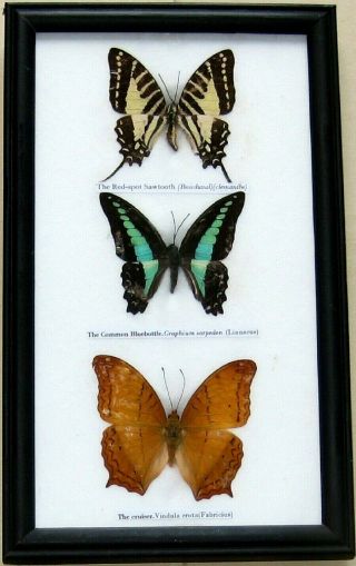 Rare Real 3 Butterfly Insect Display Taxidermy In Wood Frame Collectible Gift