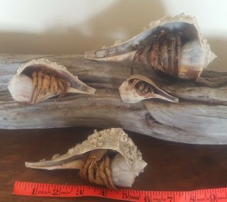 4 Hermit Crabs In Natural Shells Florida Taxidermy Marine Preserved Sun Dried