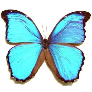 One Real Butterfly Blue Morpho Menelaus Papered Unmounted Wings Closed