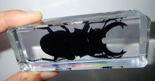 Longhorn Ghost Stag Beetle 110x45x25 Mm Clear Block Education Insect Specimen