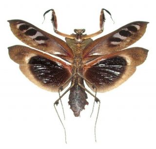 One Real Praying Black Death Mantis Deroplatys Dessicata Male Wings Spread