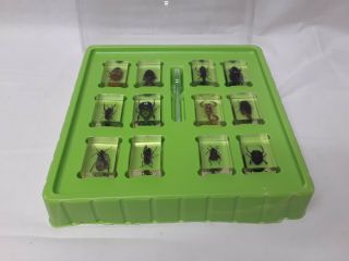 Geoworld Bugs 12 Real Insect Specimens Inclear Resin Taxidermy Beetle Scorpion