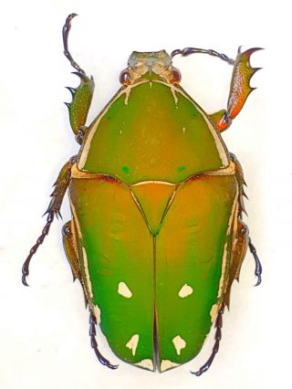 Mecynorrhina Torquata Female Huge 55mm,  Green/orange Cetonidae Cameroon