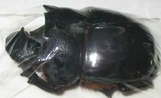 Scarabaeinae Heliocopris Bucephalus Pair A1 Male 50mm (indonesia) Xxl