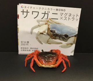 Kitan Club Nature Techni Colour Japanese Freshwater Crab Orange Magnet Figure B