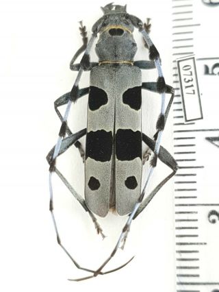 Cerambycidae Rosalia Alpina Russia,  South Urals Male 1