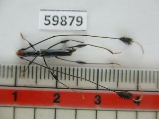 59879 Cerambycidae Sp.  Vietnam Central