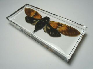 Ambragaeana Ambra Cicada.  Real Insect Immortalized In Clear Casting Resin.
