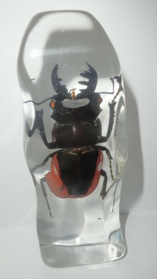 Golden Stag Beetle Odontolabis Cuvera Specimen Rocky Shape Large Paperweight