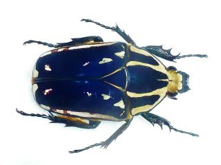 Mecynorrhina Ugandensis Female Big 46mm,  Fantastic Blue Cetonidae Uganda